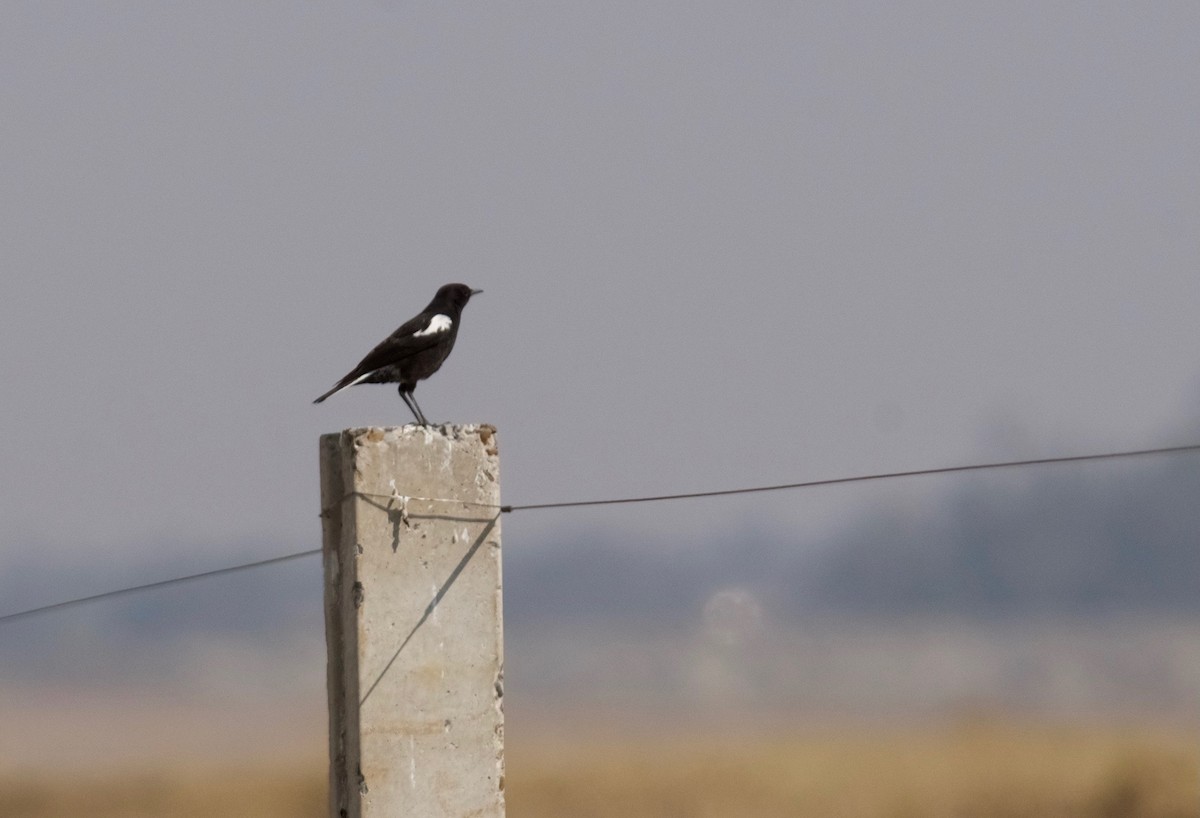 Mountain Wheatear - ML487002151