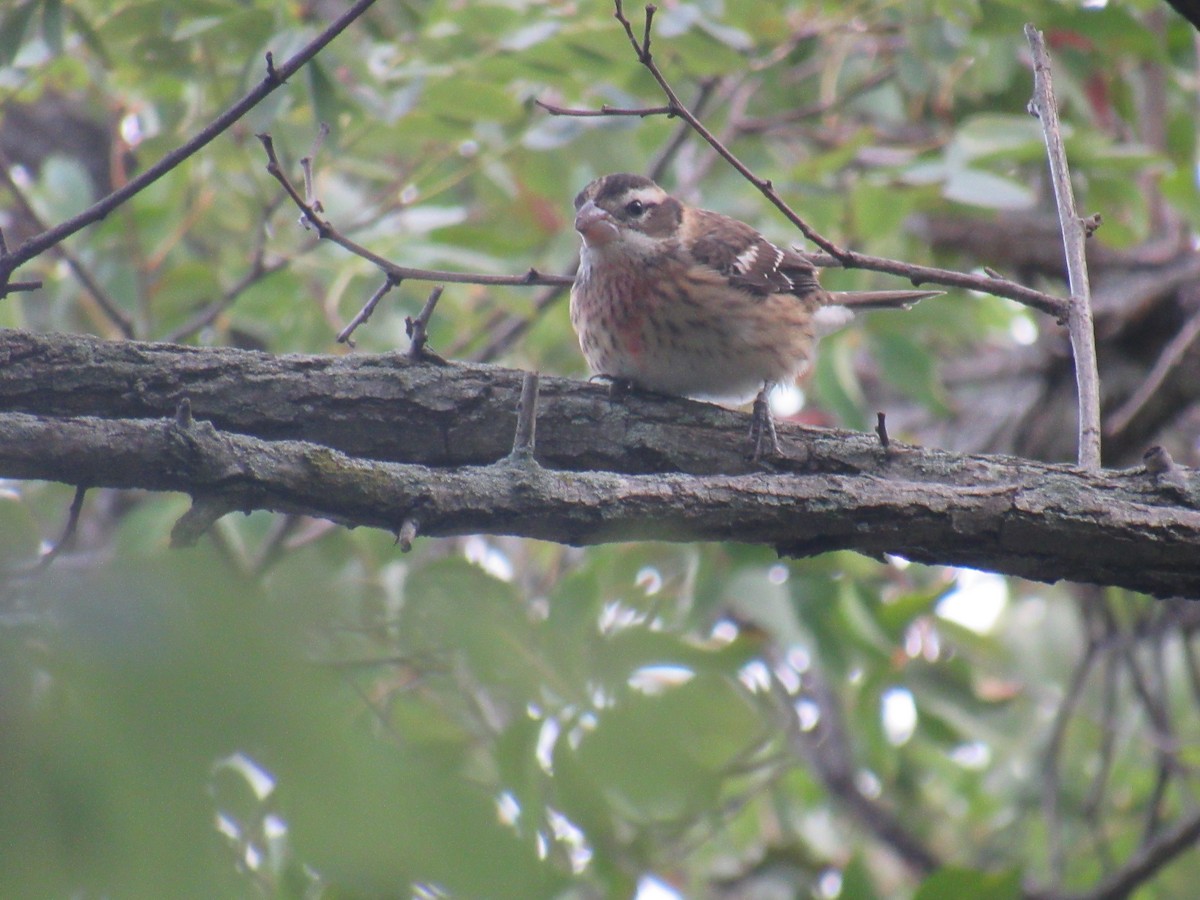 Rose-breasted Grosbeak - ML487002471