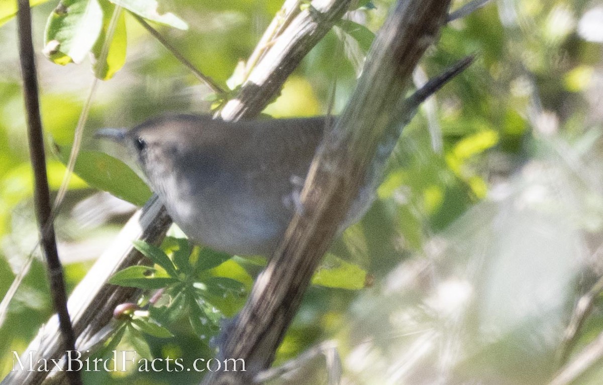 House Wren - Maxfield Weakley