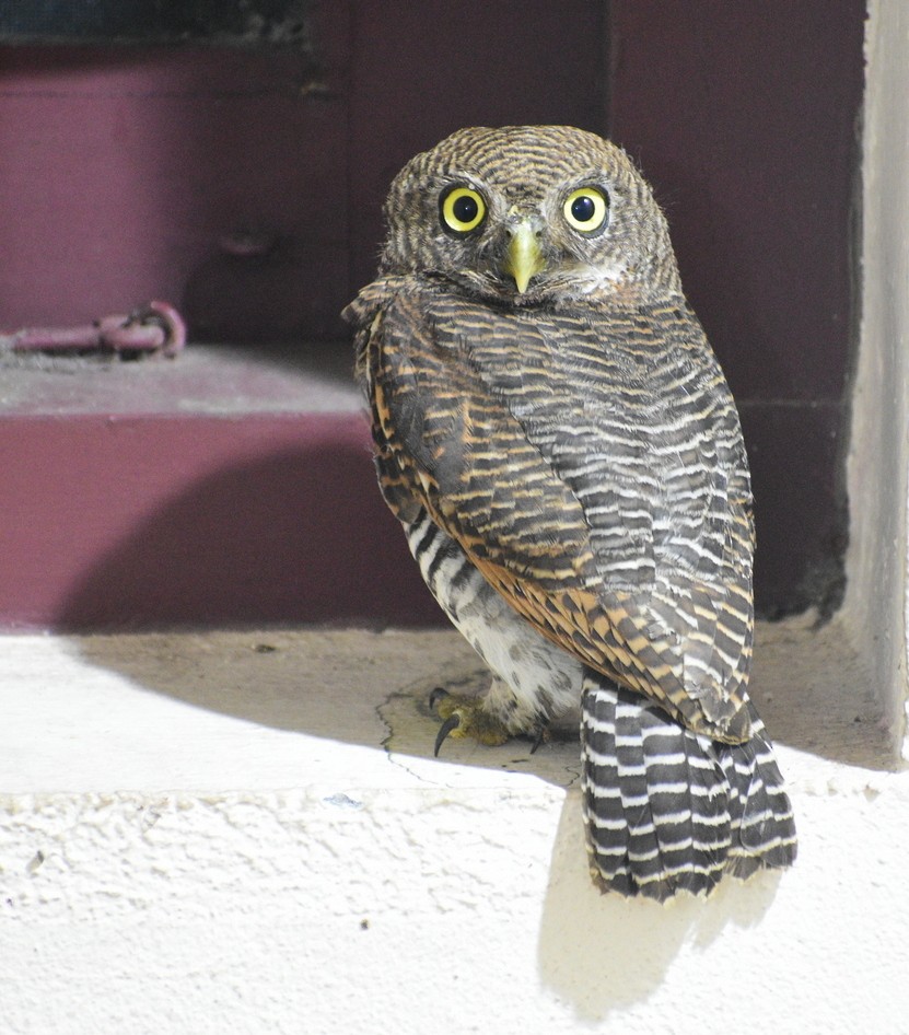 Jungle Owlet - ML487003771