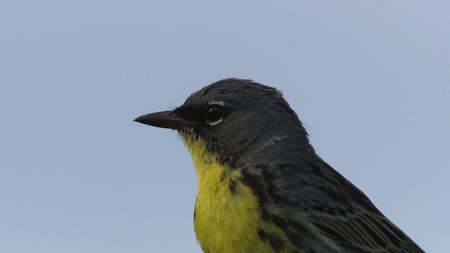 Kirtland's Warbler - ML487004