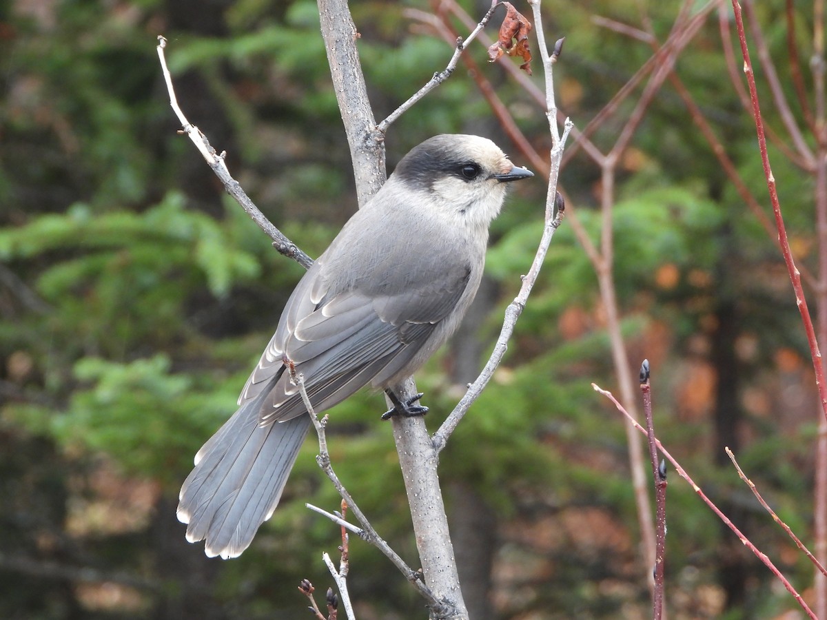 Canada Jay - ML487004491