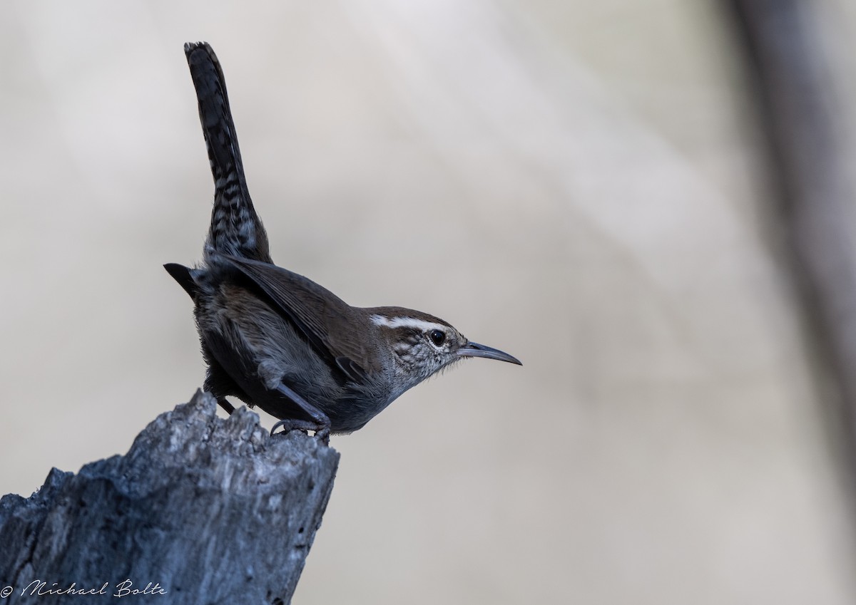 Bewick's Wren - ML487004701