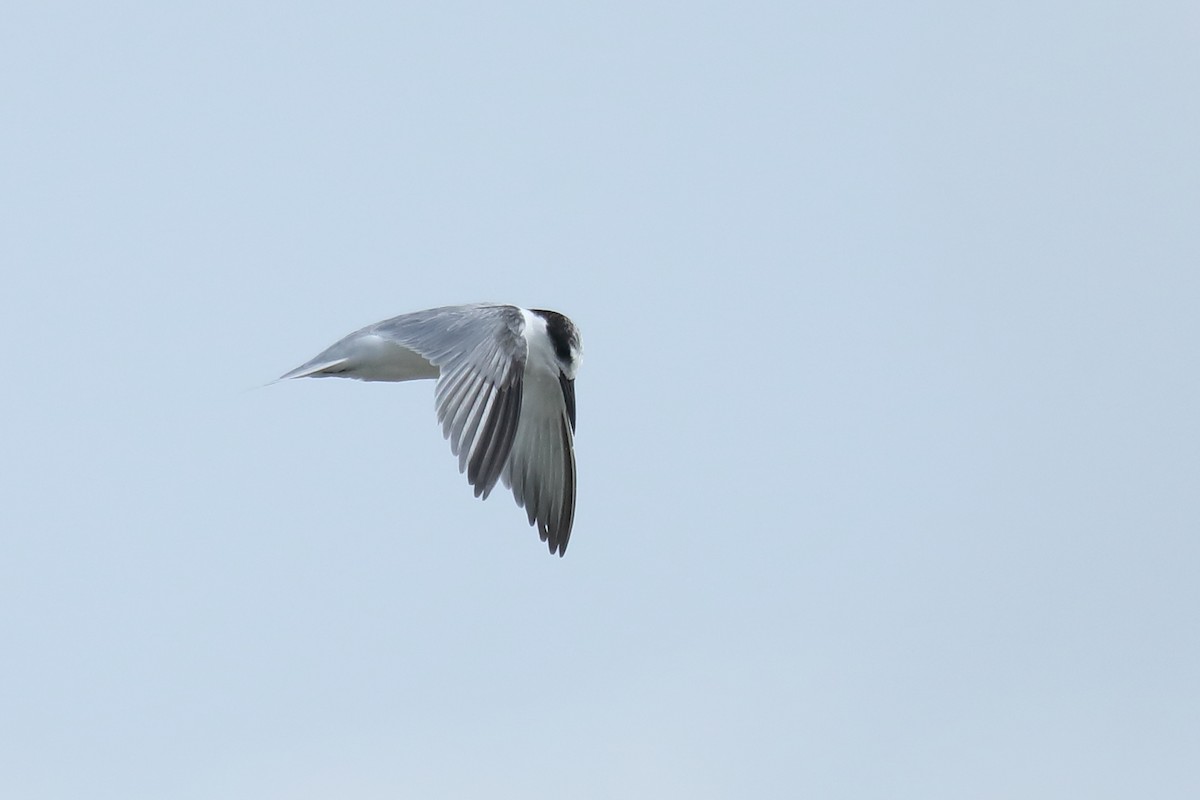 Little Tern - ML487005631