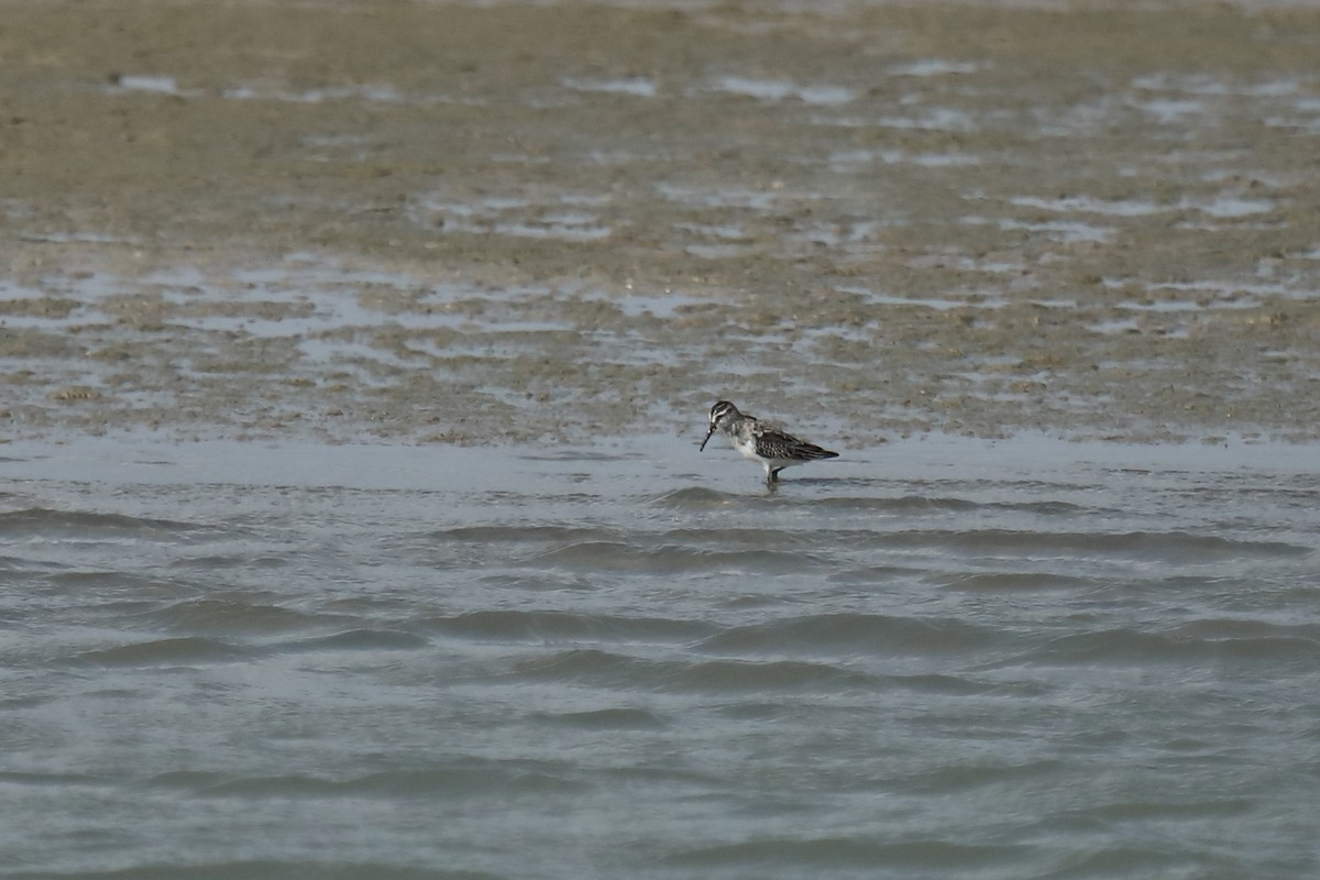 Broad-billed Sandpiper - ML487005851