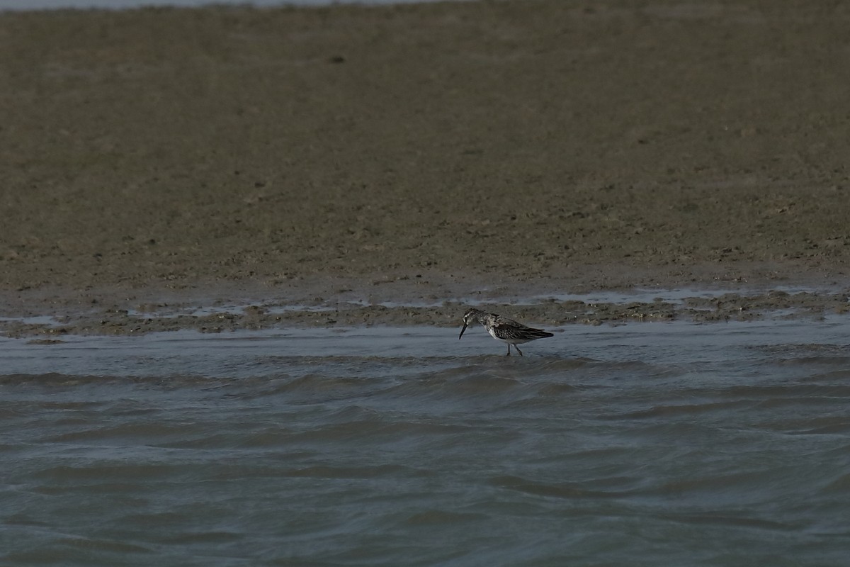 Broad-billed Sandpiper - ML487005861