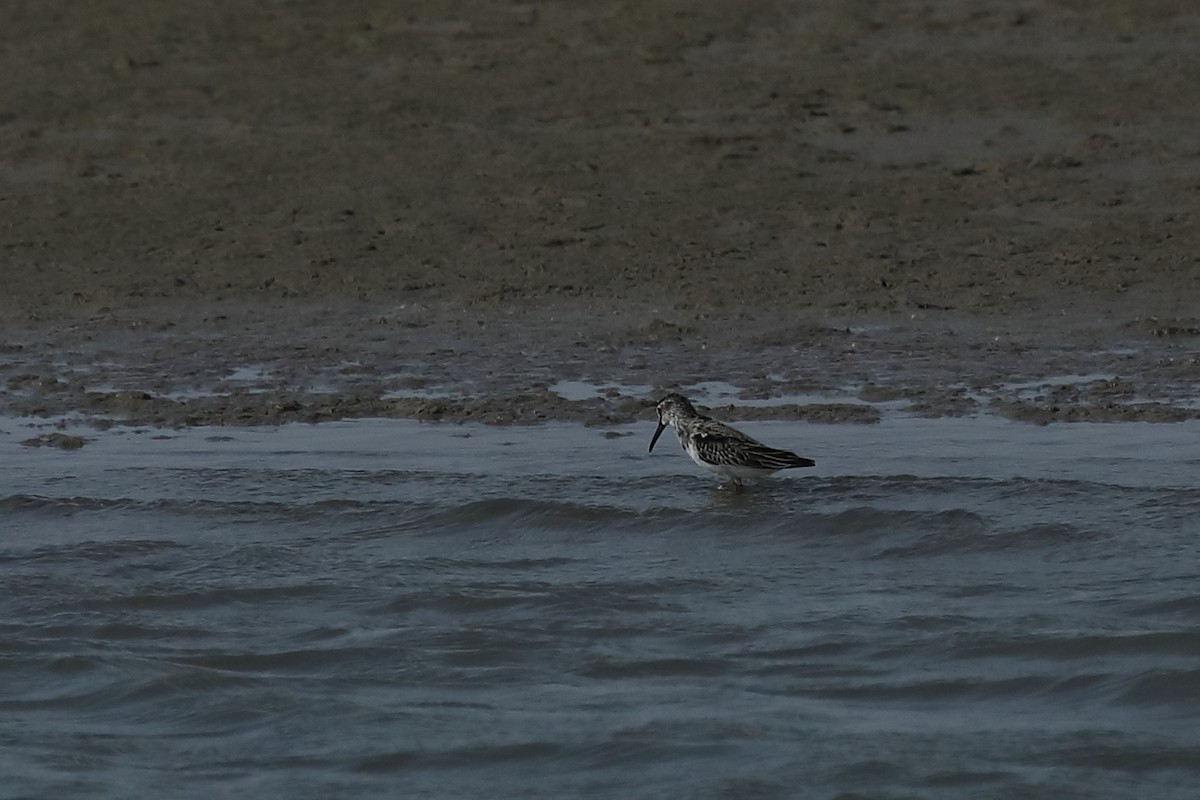 Broad-billed Sandpiper - ML487005881