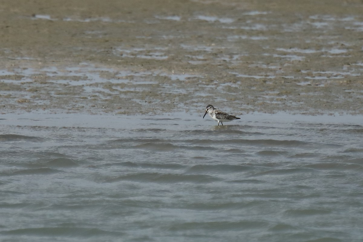 Broad-billed Sandpiper - ML487005891