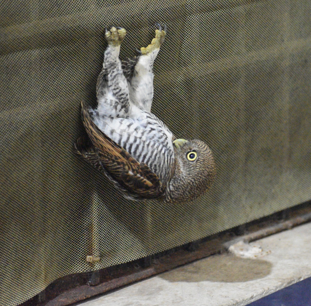 Jungle Owlet - ML487006481