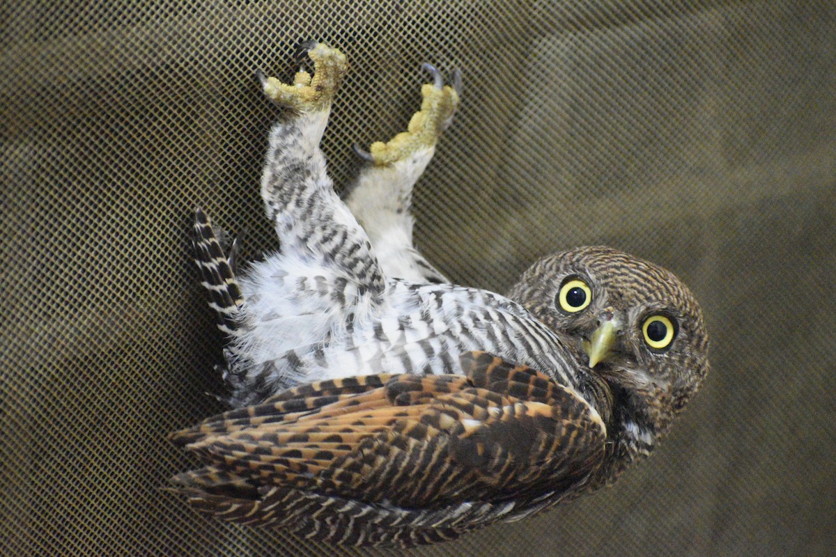 Jungle Owlet - ML487006491