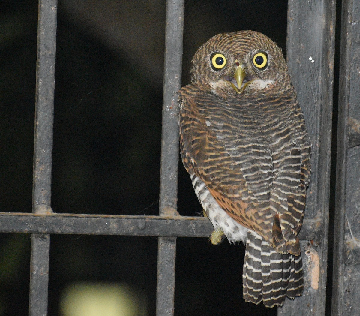 Jungle Owlet - ML487006501