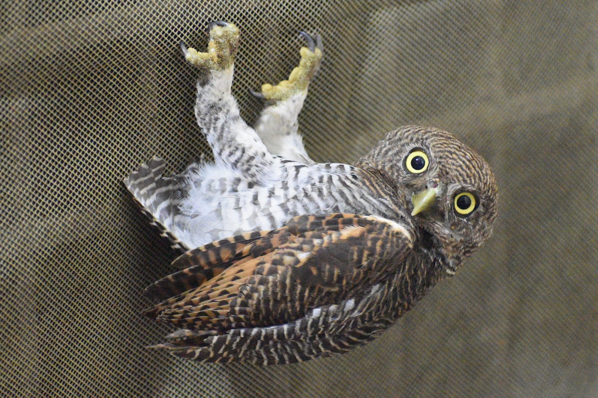 Jungle Owlet - ML487006511