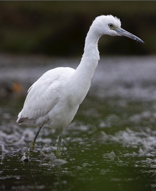 Little Blue Heron - ML487006751