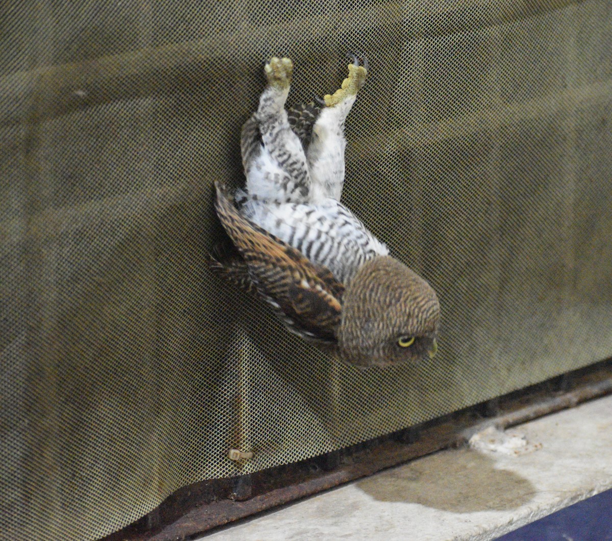 Jungle Owlet - ML487007761