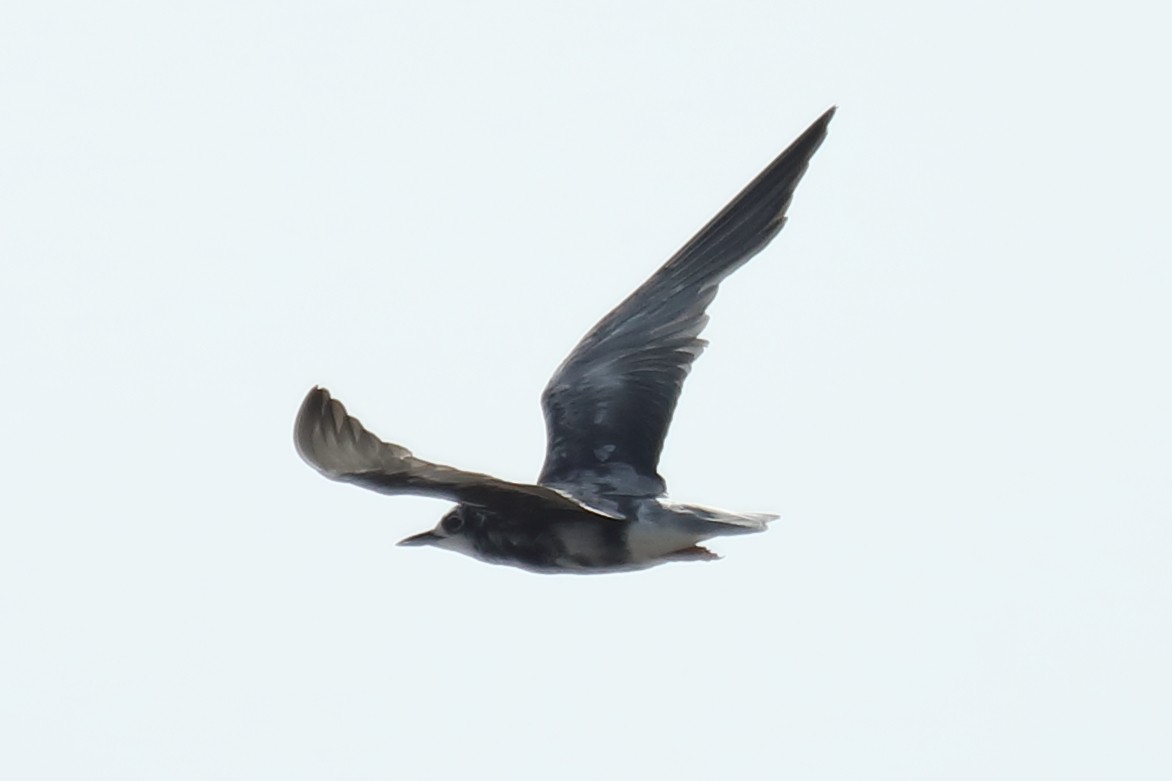 White-winged Tern - ML487007841