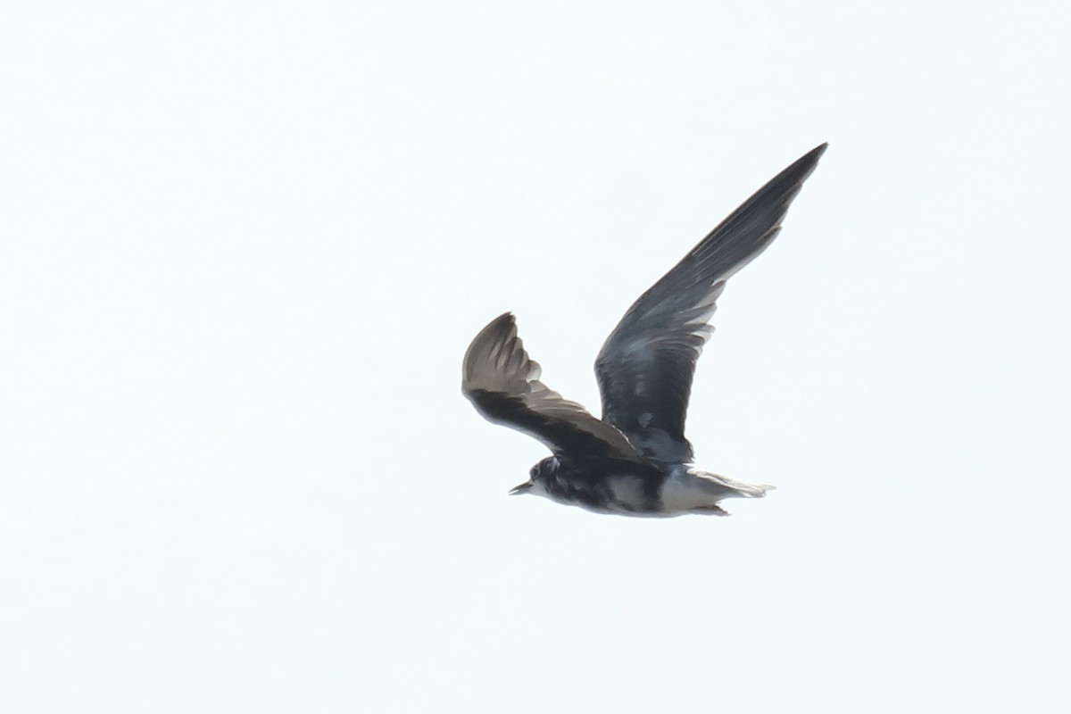 White-winged Tern - ML487007861