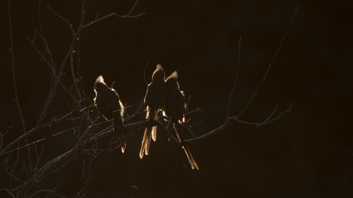 Speckled Mousebird - Eric van Poppel