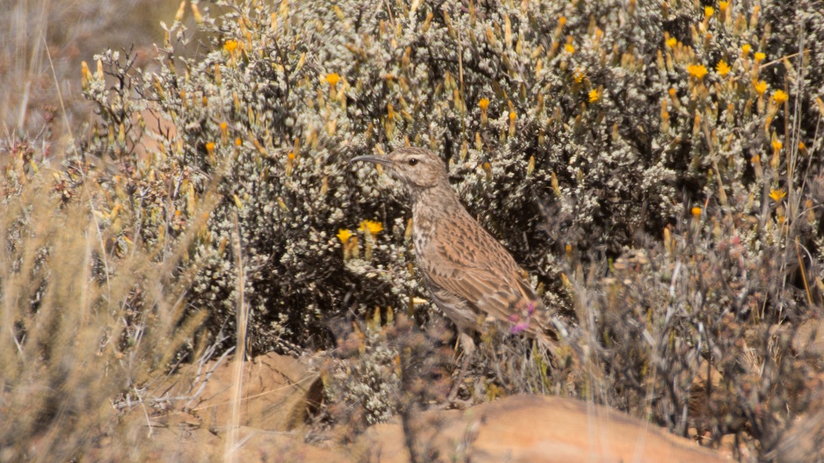 Karoo Long-billed Lark (Karoo) - ML487008801