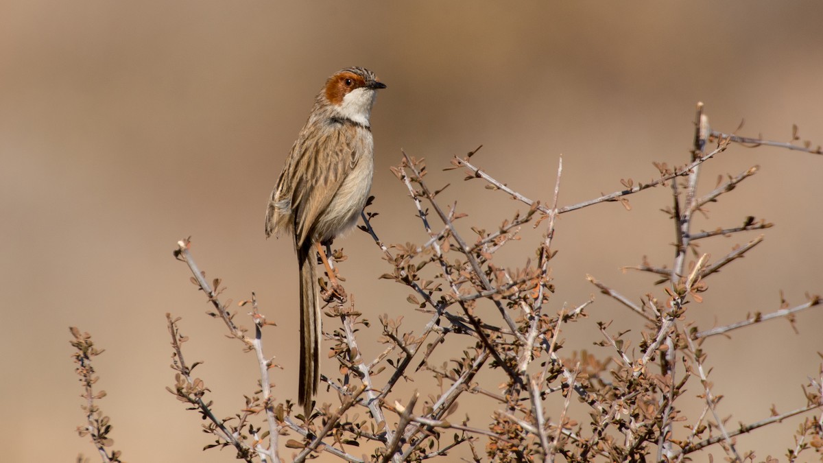 Rufous-eared Warbler - Eric van Poppel