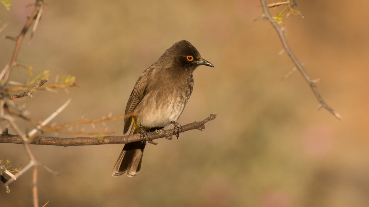 Black-fronted Bulbul - Eric van Poppel