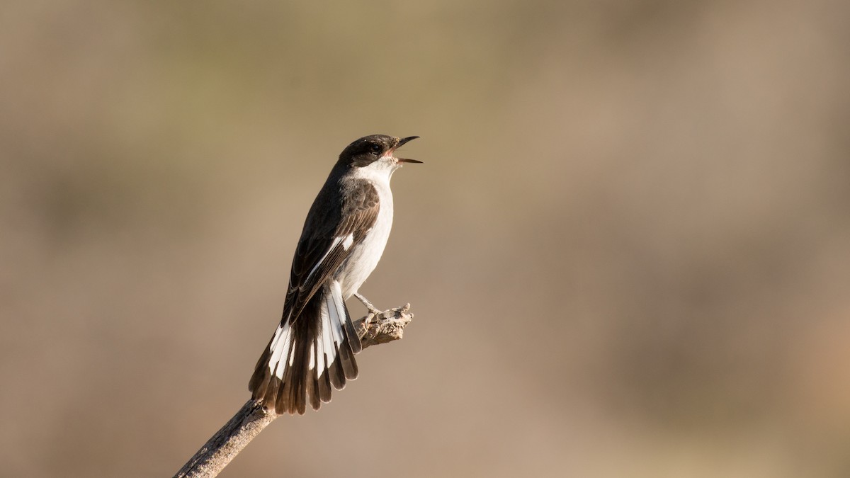 Fiscal Flycatcher - Eric van Poppel