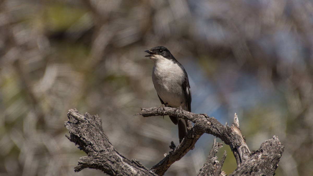 Fiscal Flycatcher - Eric van Poppel