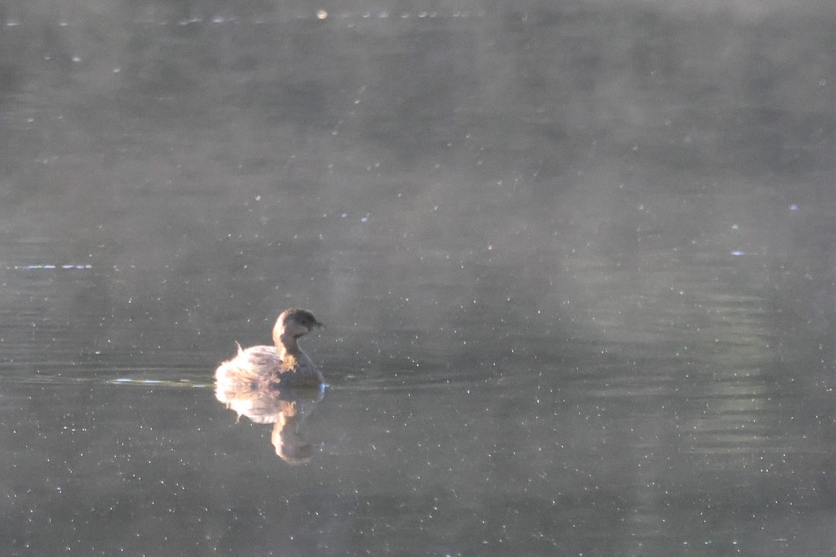 Pied-billed Grebe - ML487009491