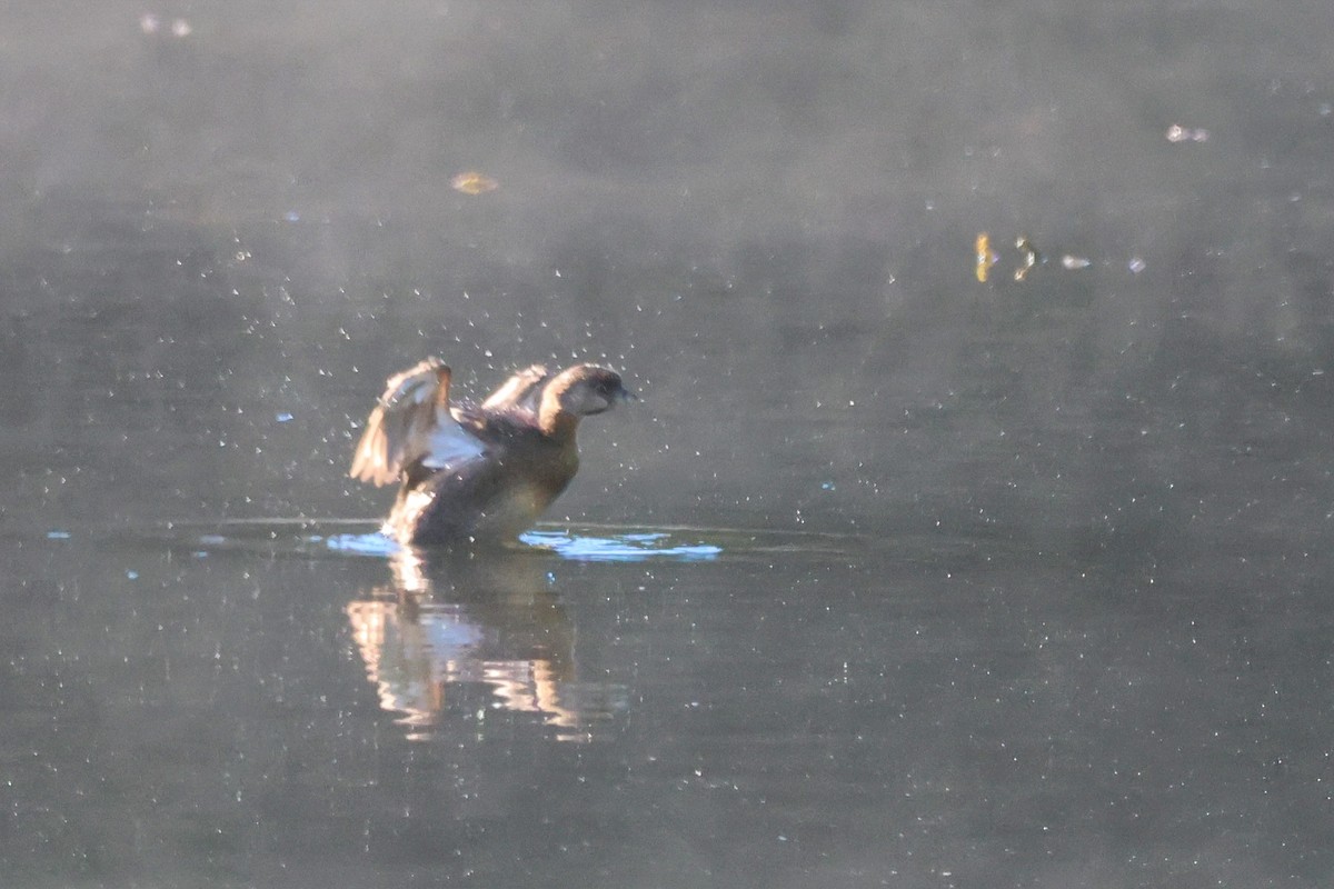 Pied-billed Grebe - ML487009501