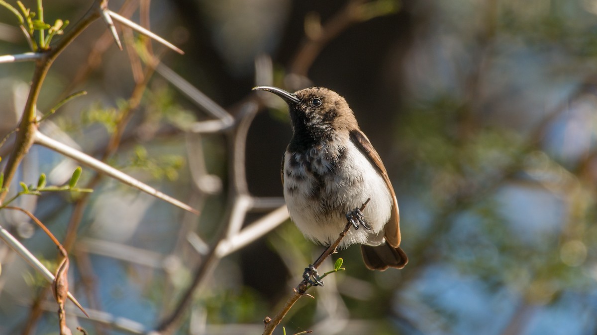 Dusky Sunbird - ML487009601