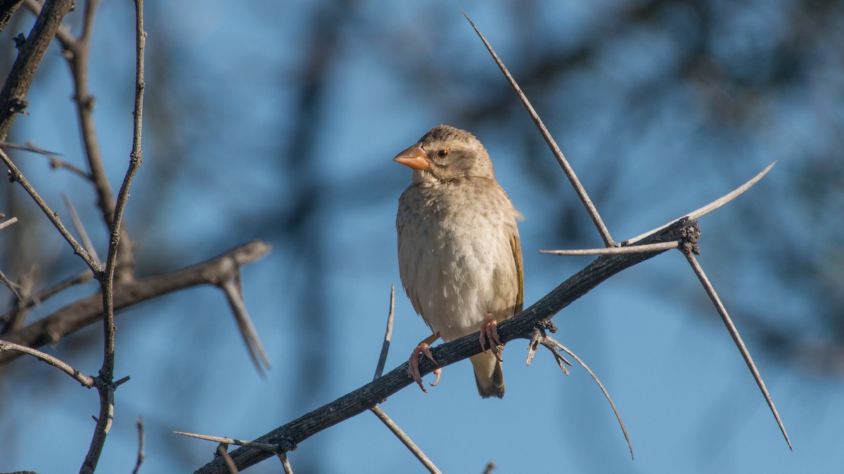 Red-billed Quelea - Eric van Poppel