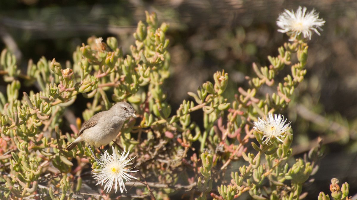 White-throated Canary - Eric van Poppel