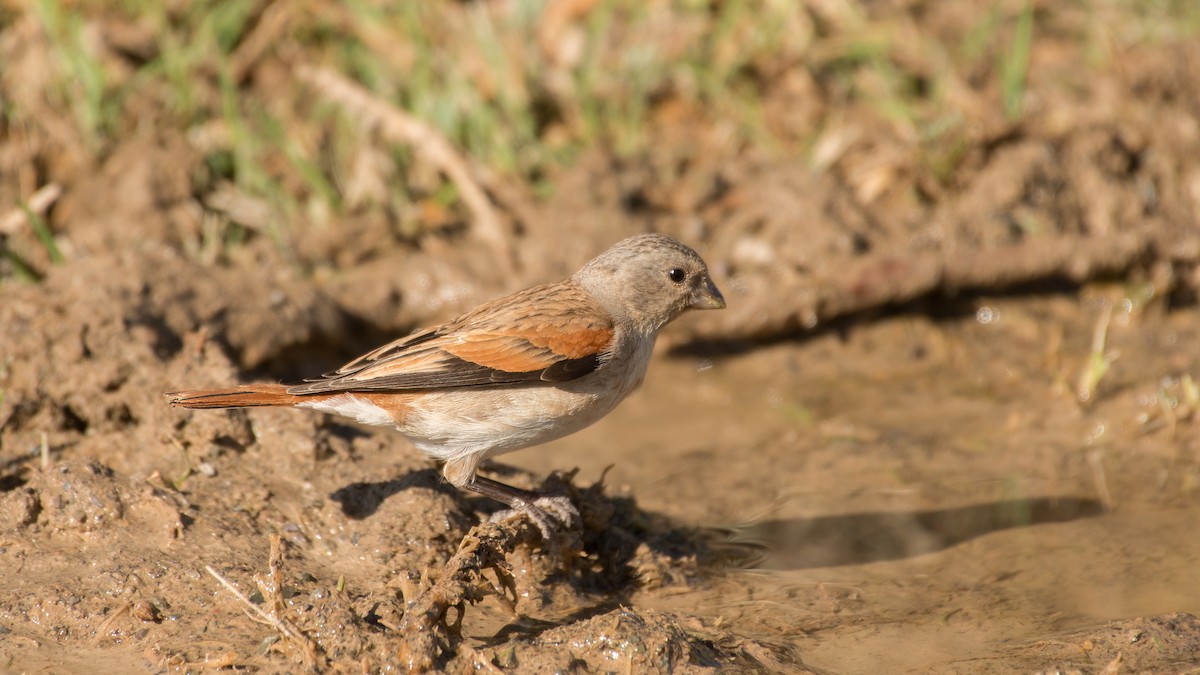 Black-headed Canary - ML487010341