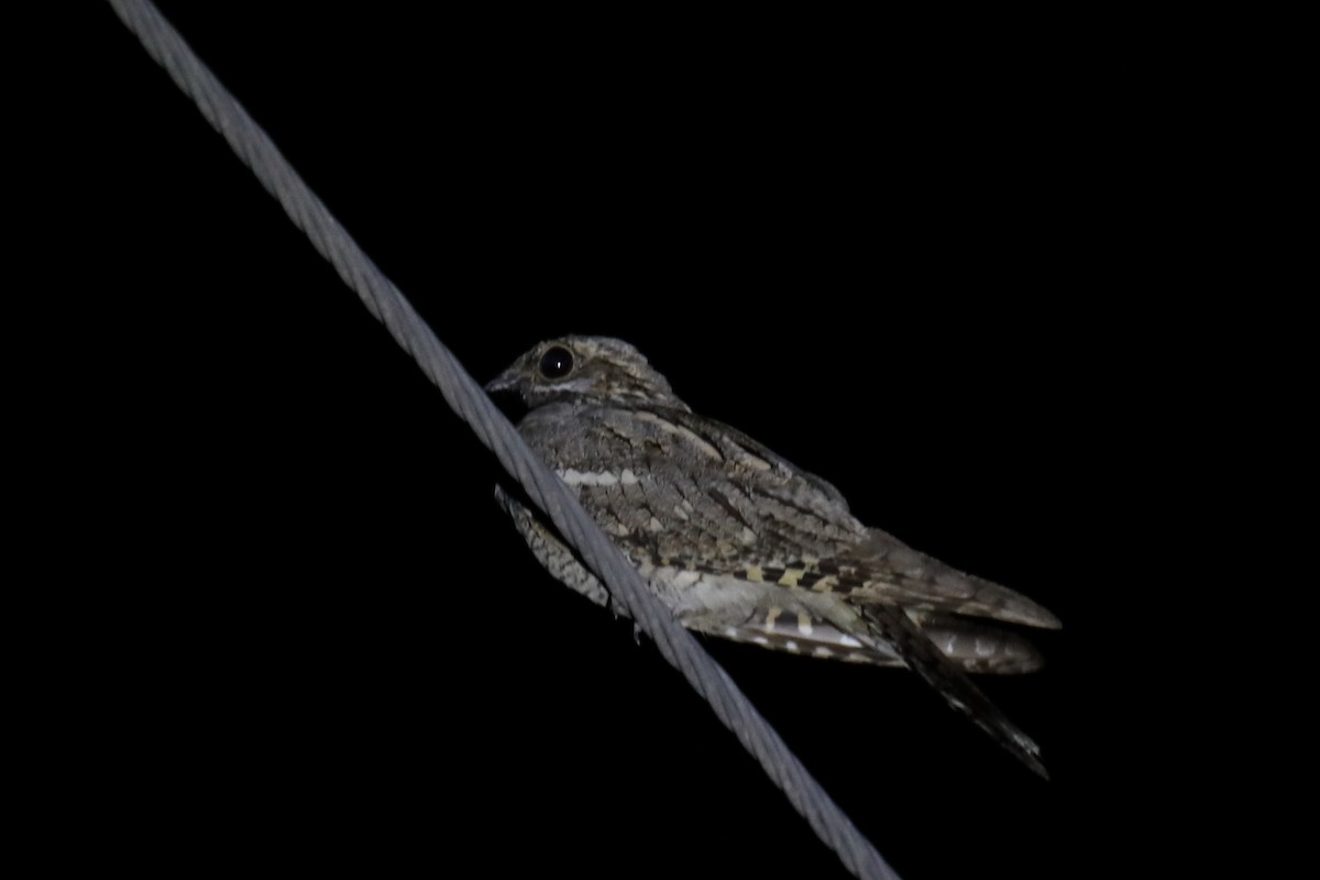 Eurasian Nightjar - ML487010491