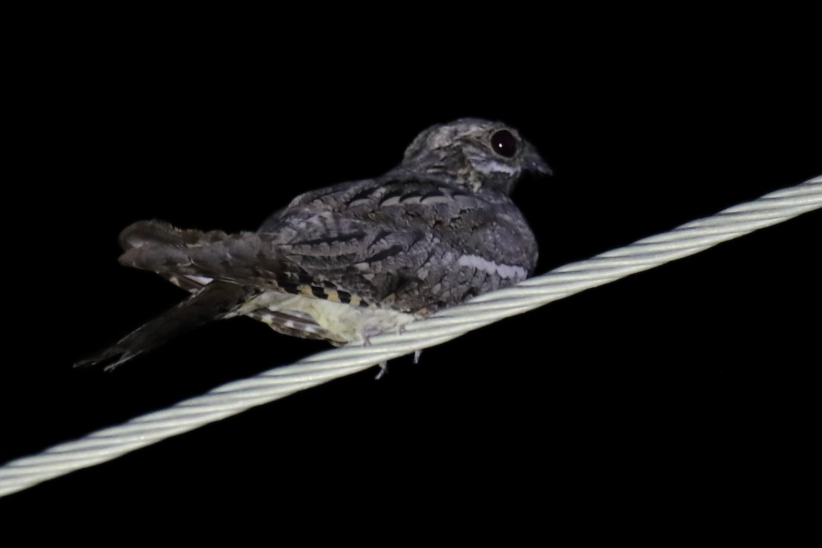 Eurasian Nightjar - ML487010501