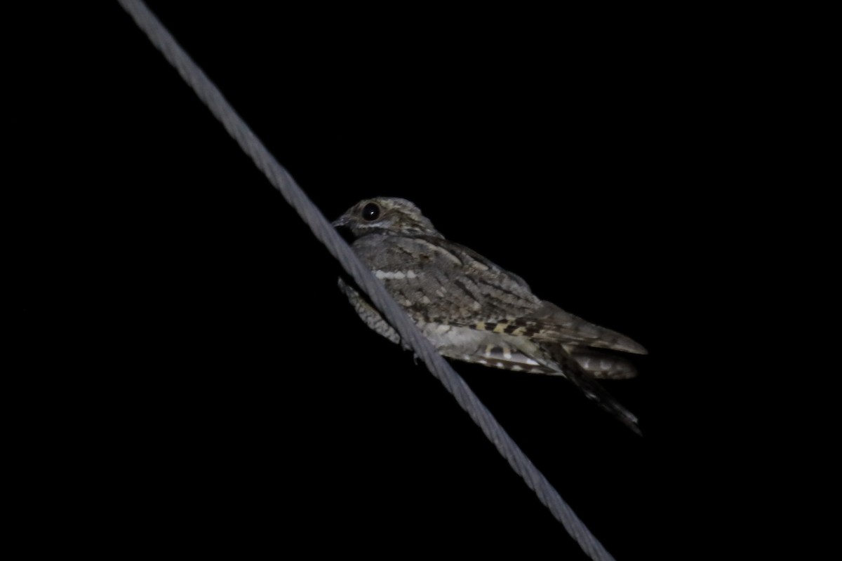 Eurasian Nightjar - ML487010511