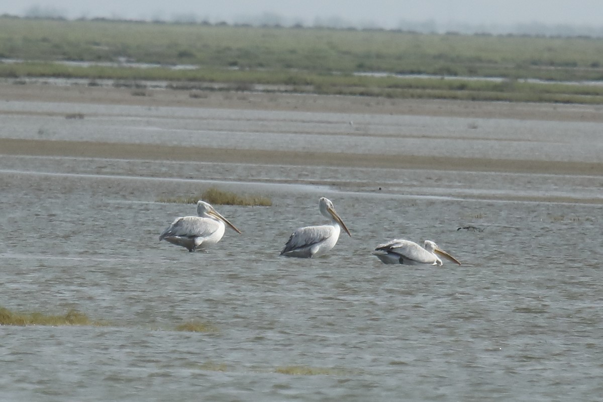 Dalmatian Pelican - ML487010981