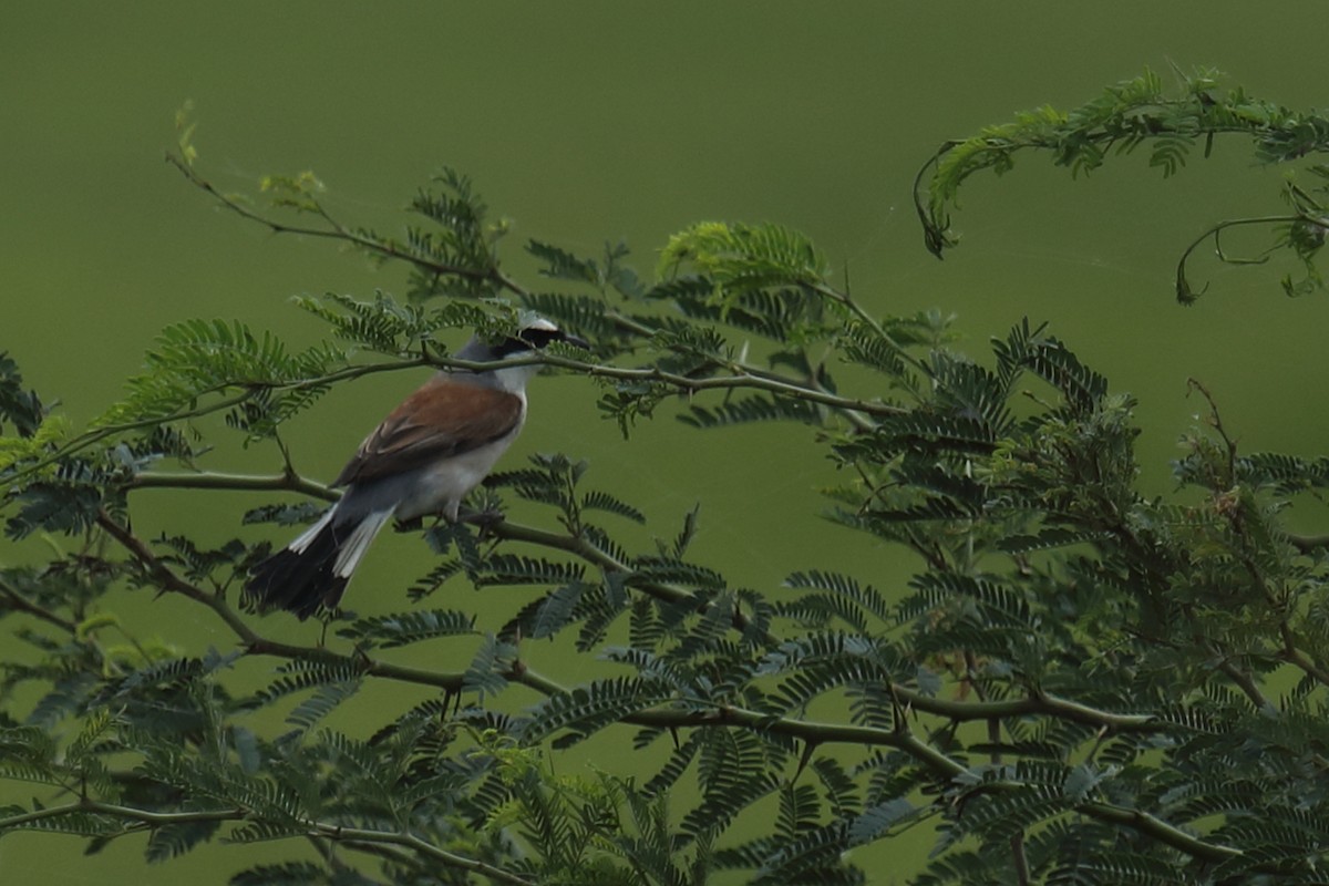 Red-backed Shrike - ML487011141