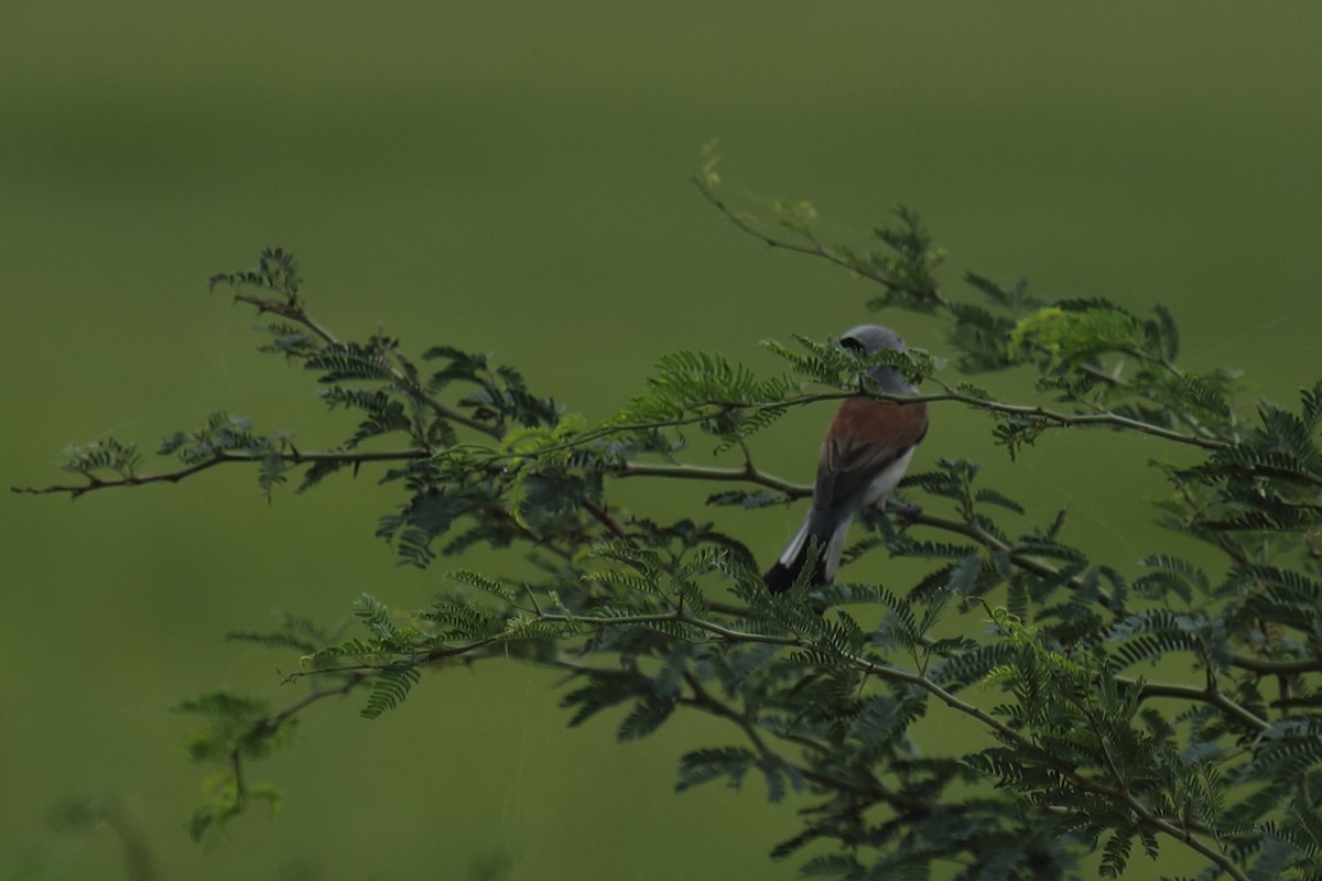 Red-backed Shrike - ML487011151