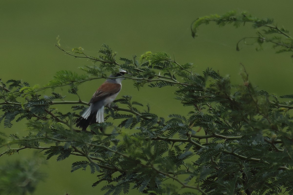 Red-backed Shrike - ML487011161