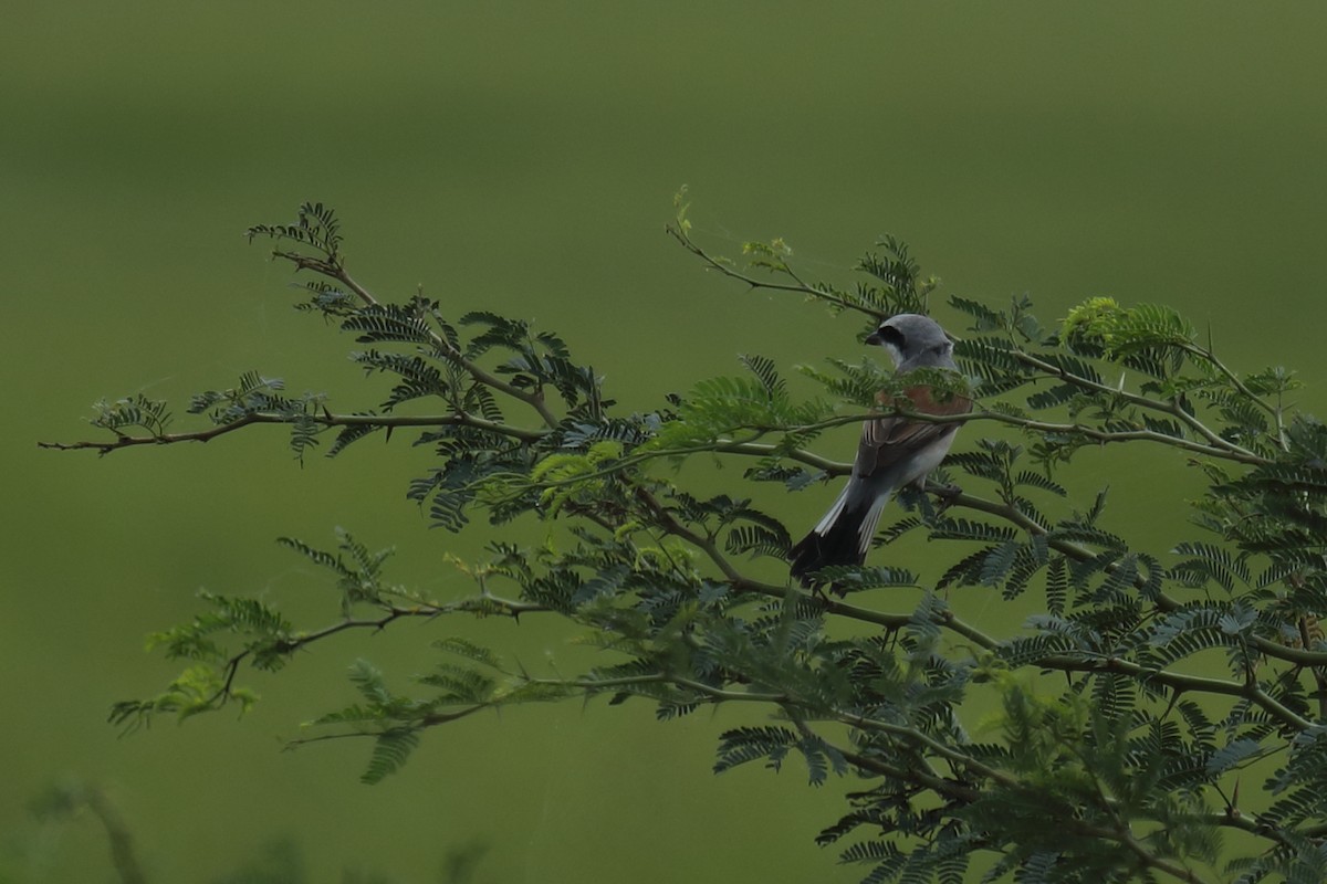 Red-backed Shrike - ML487011171