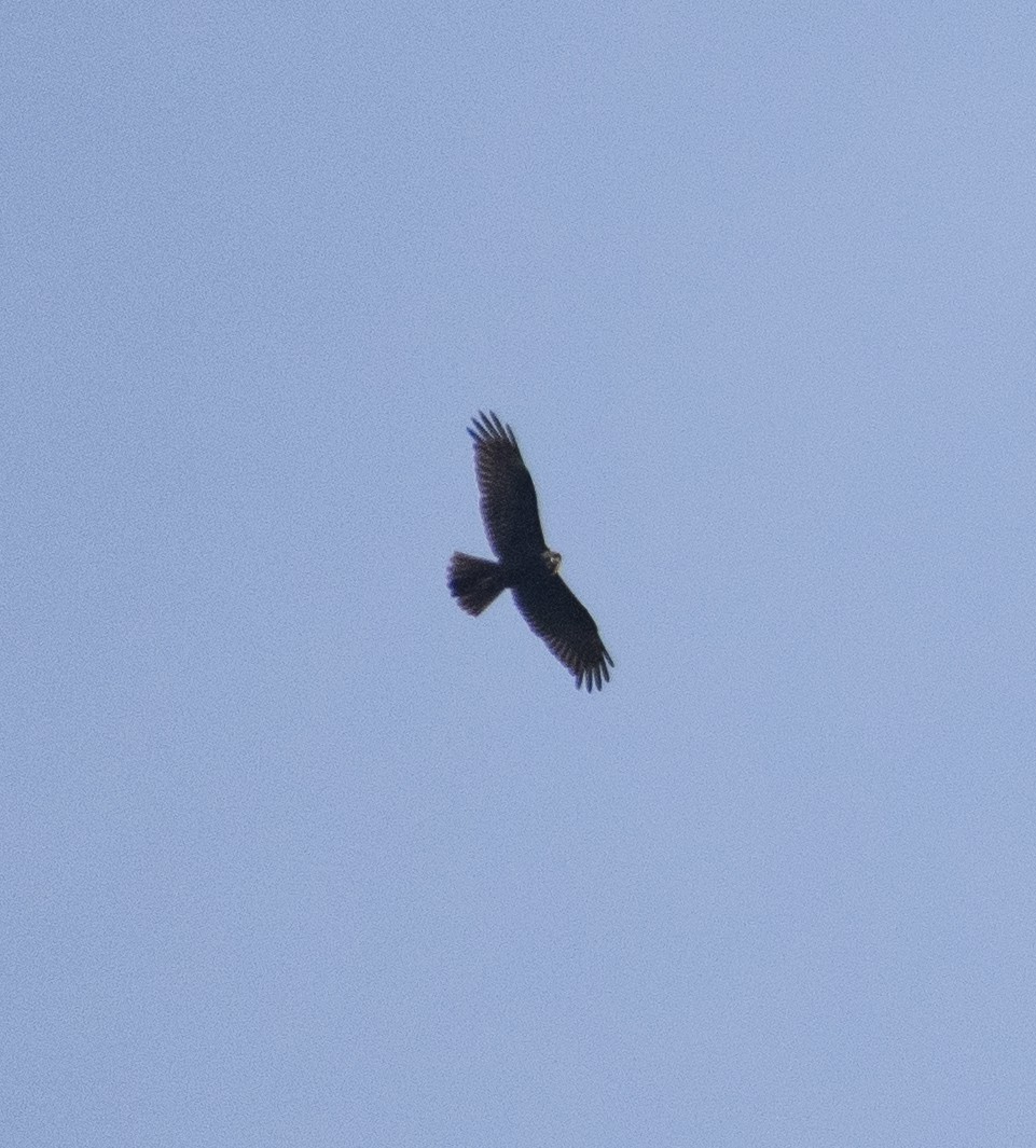 Western Marsh Harrier - ML487012101