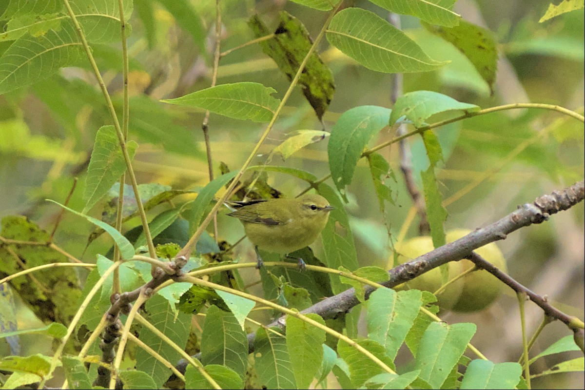 Tennessee Warbler - ML487014331