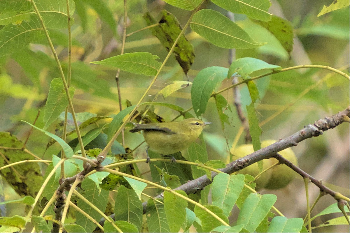 Tennessee Warbler - ML487014341