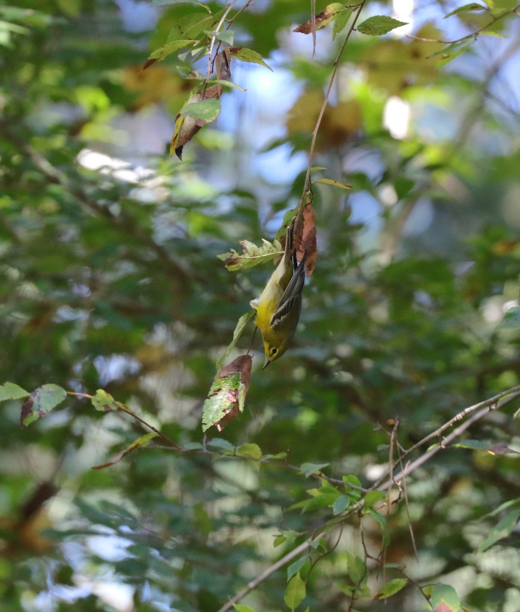 Pine Warbler - Laurel Barnhill