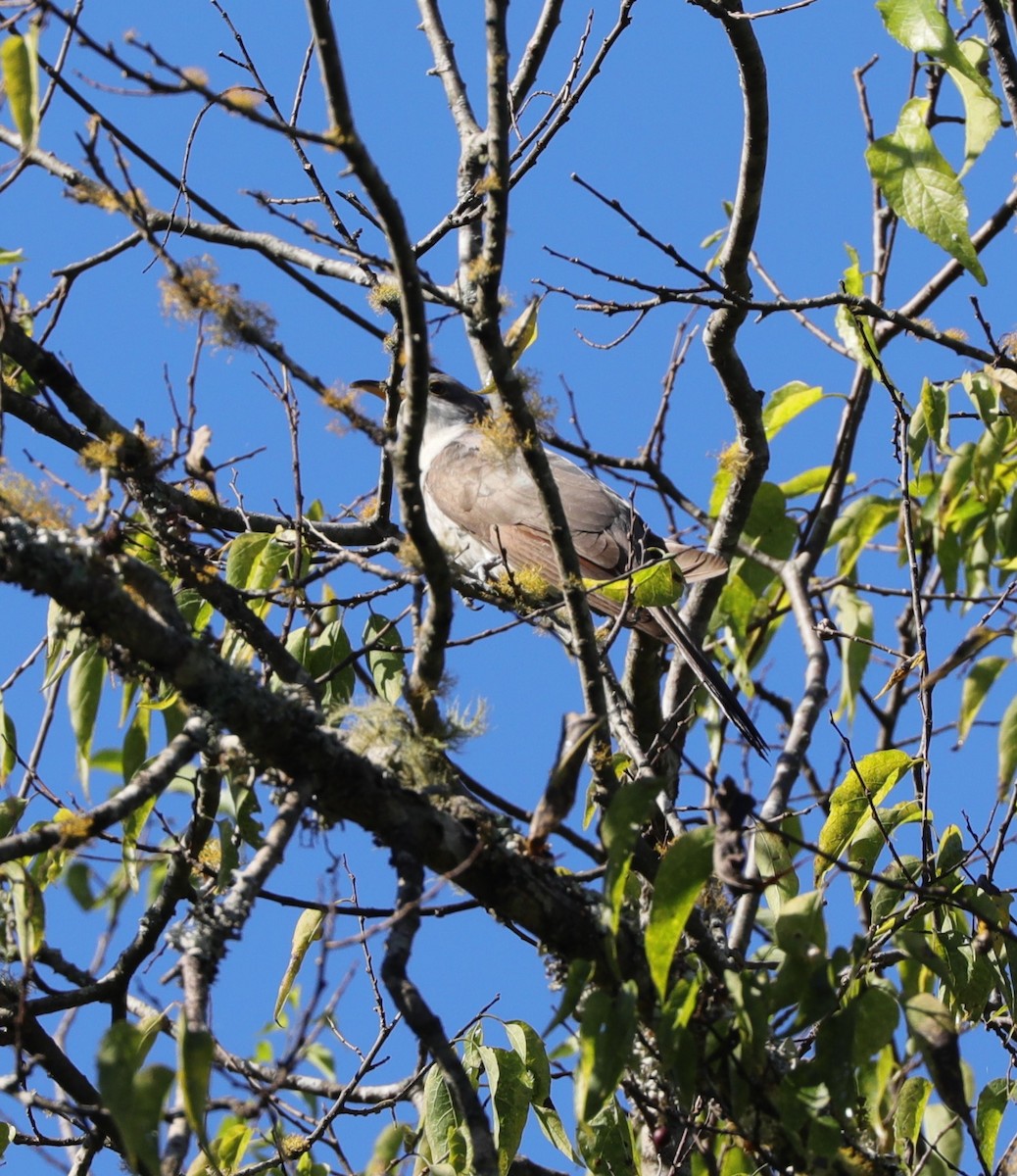 Yellow-billed Cuckoo - ML487015391