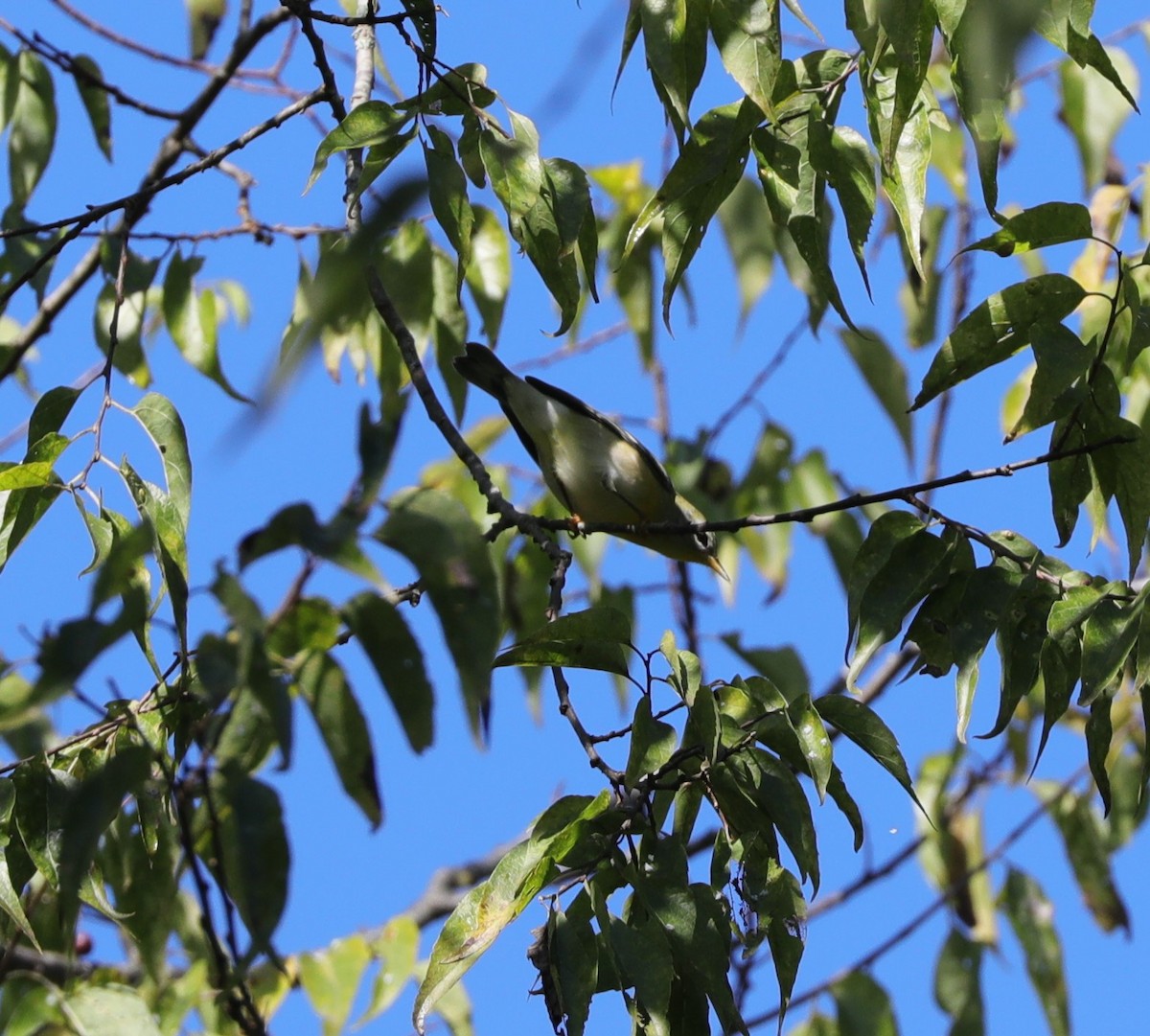 Parula Norteña - ML487015511