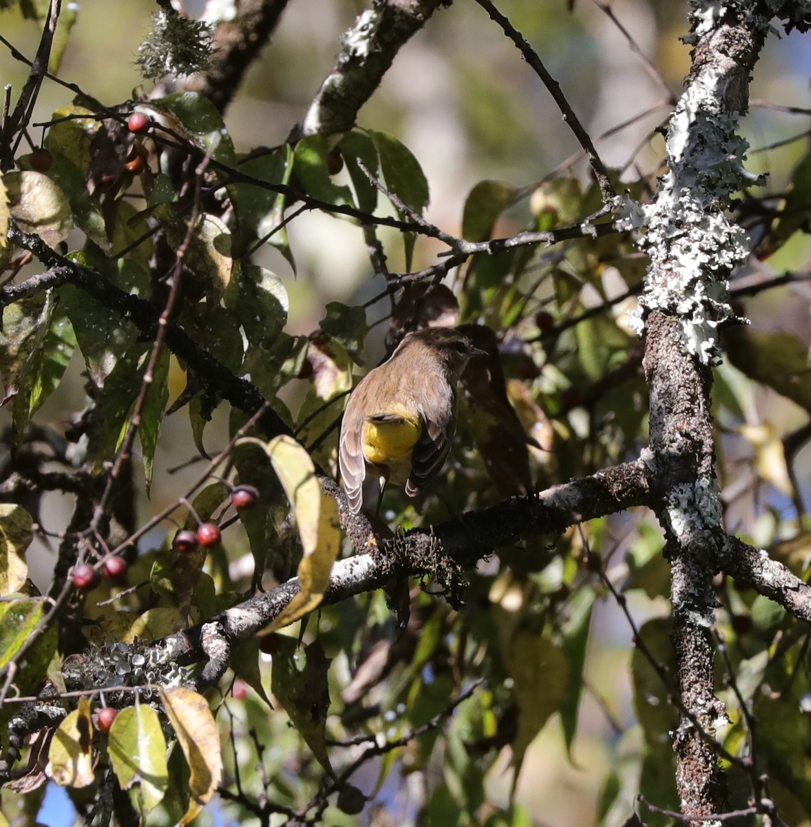 Palm Warbler - ML487015571