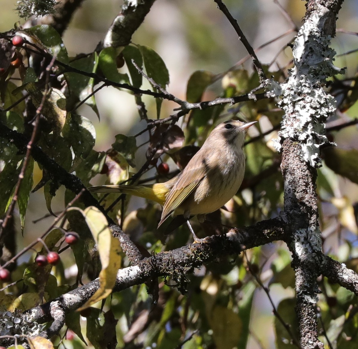 Palm Warbler - Laurel Barnhill