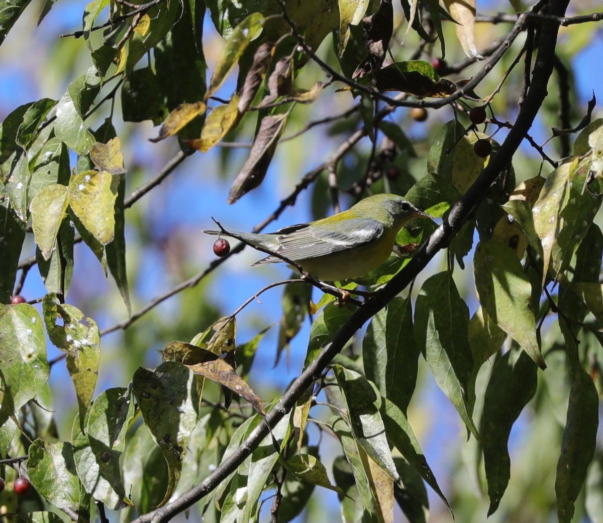 Northern Parula - Laurel Barnhill