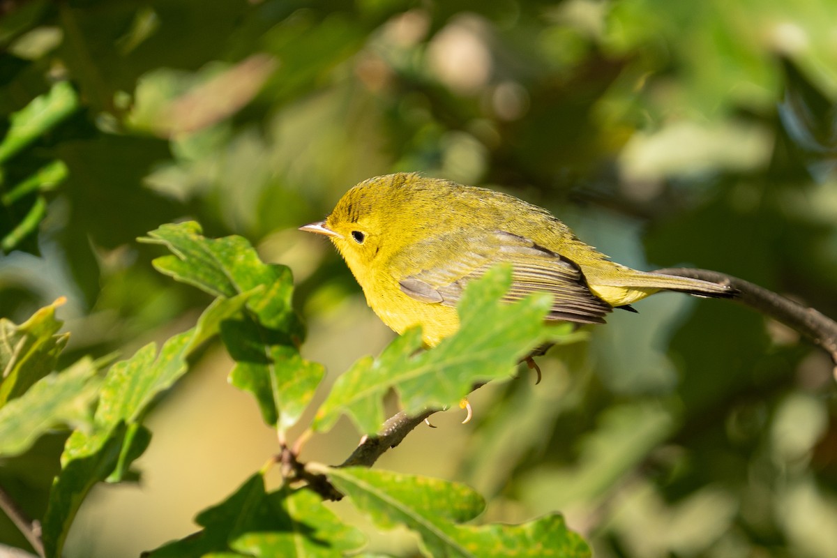 Wilson's Warbler - ML487015721